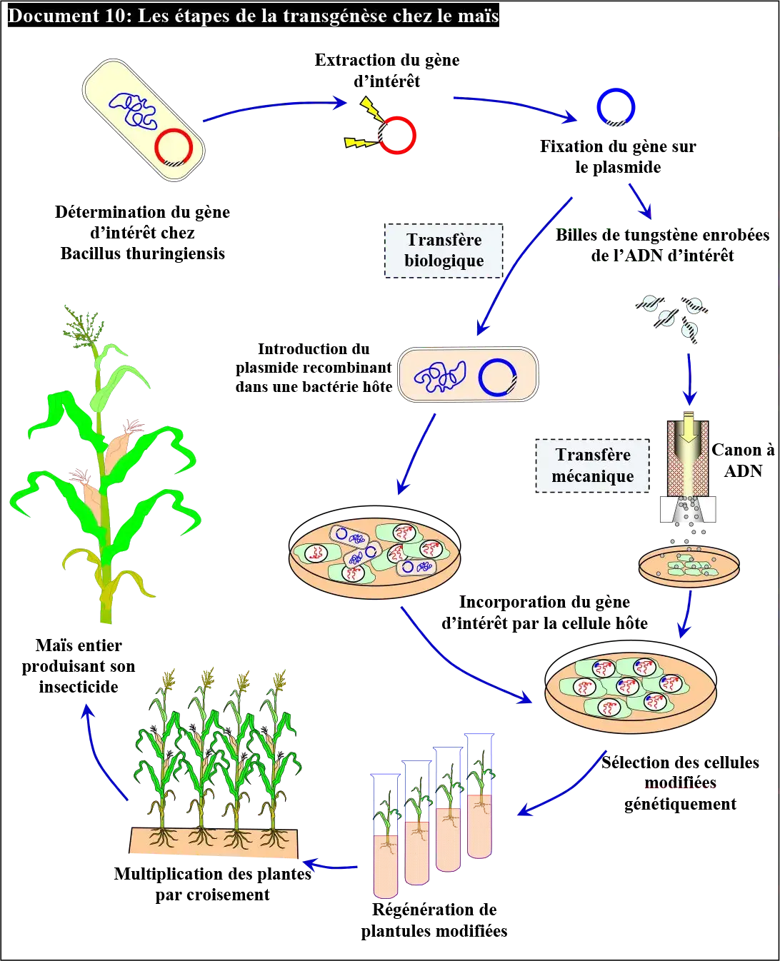 Le génie génétique: Principes et techniques